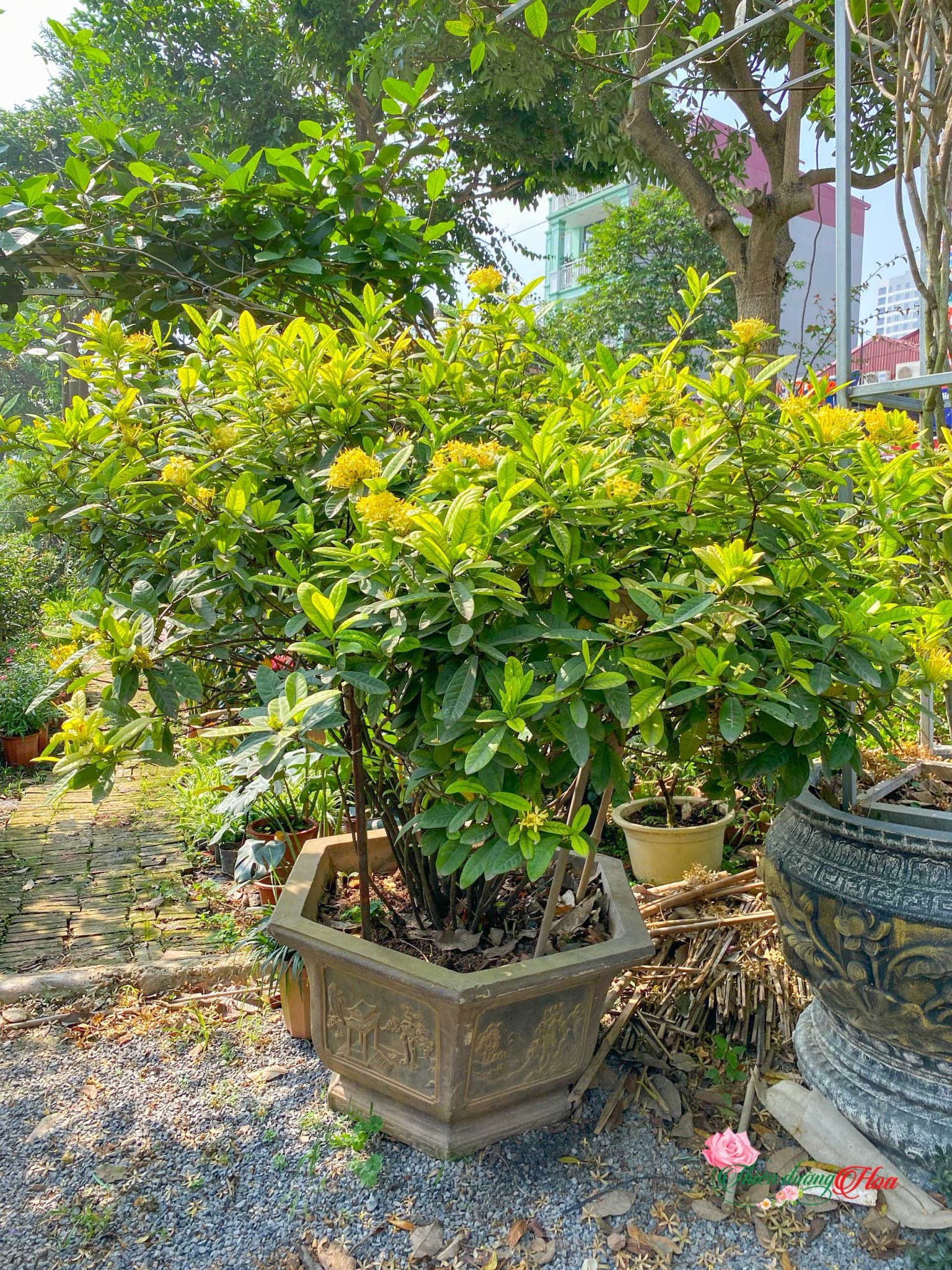 CAY-CANH-DEP