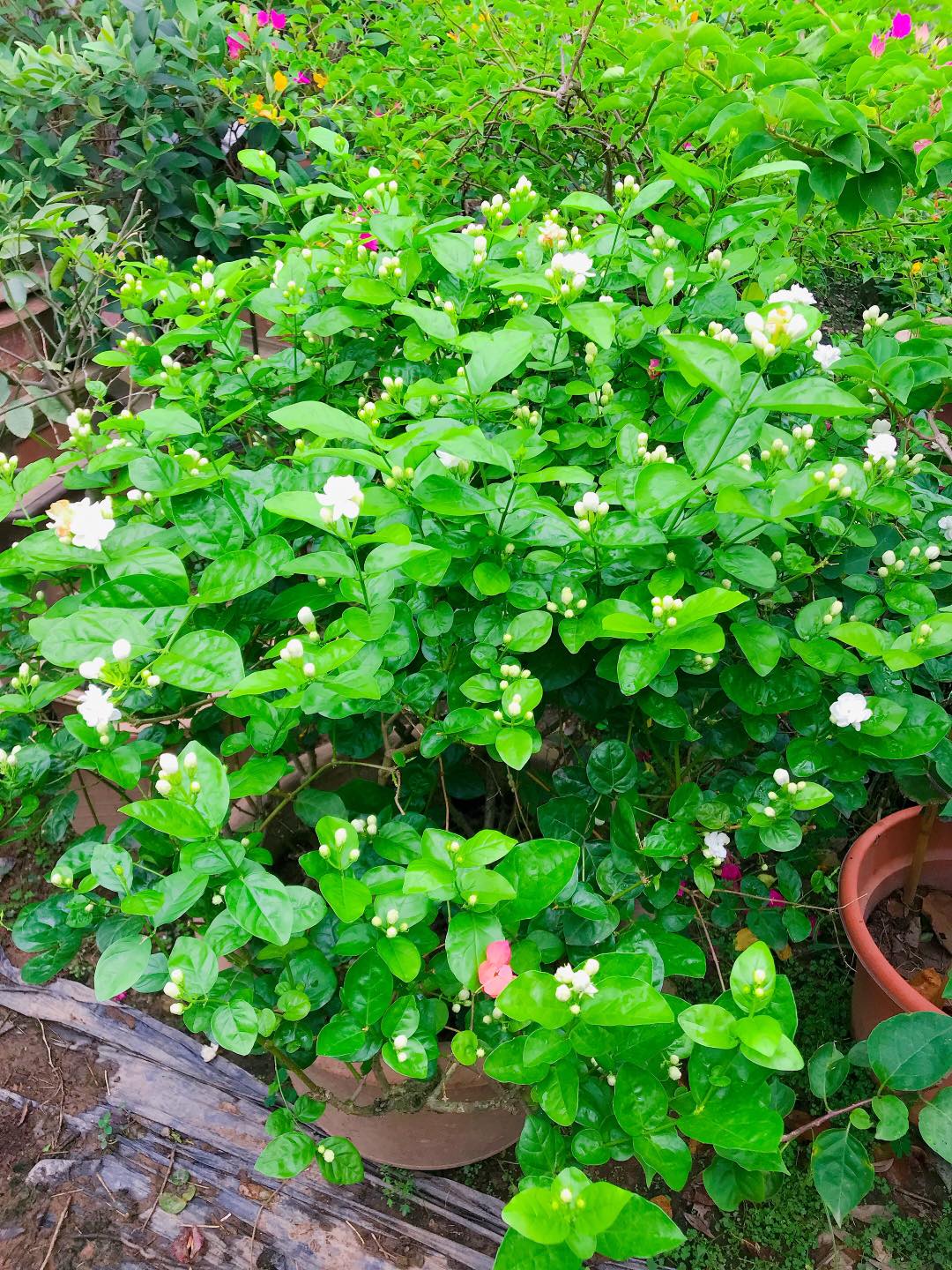 CAY-CANH-DEP