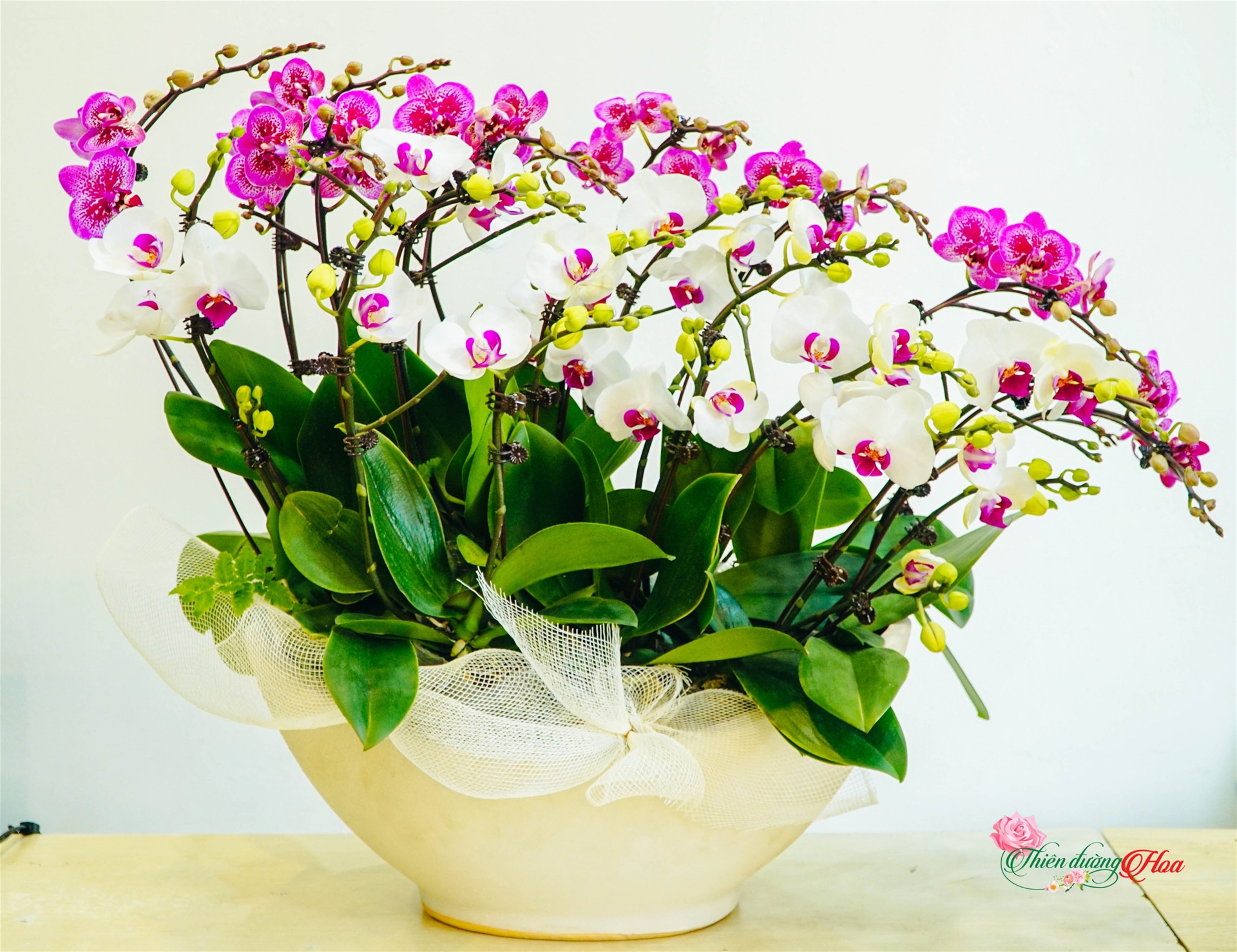 Hoa Lan - Điều Gì Khiến Giới Nhà Giàu Chơi Hoa Lan Nhiều Như Vậy?