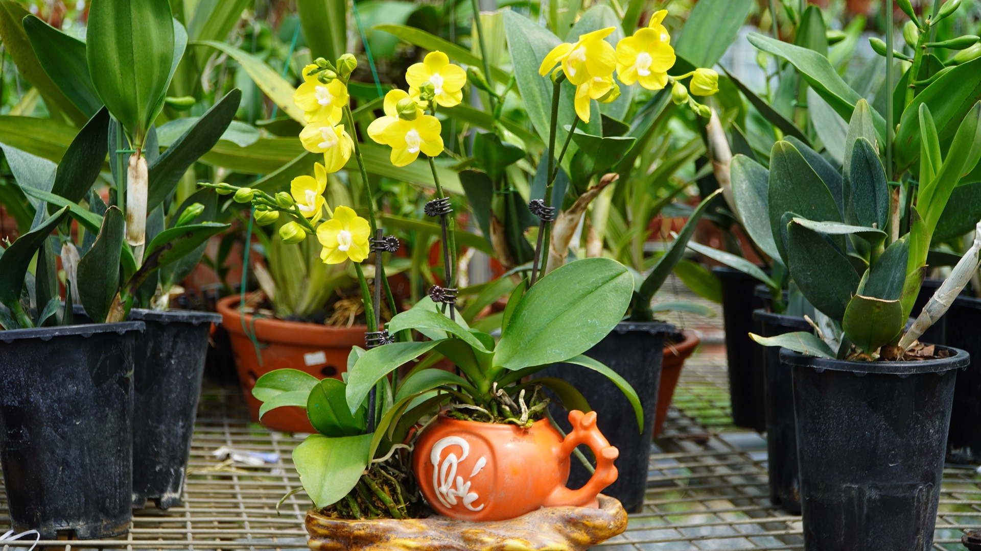 Hoa Lan - Đam Mê Của Người Yêu Cây, Khó Trồng Nhưng Vẫn Được Yêu Thích?