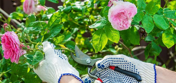 Mẹo Chăm Sóc Cây Trồng Trong Thời Tiết Khắc Nghiệt Mùa Hè