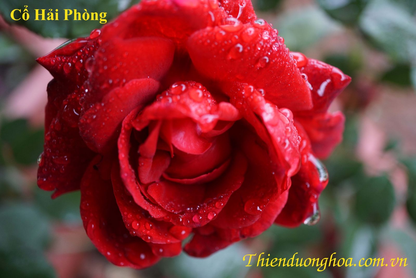 Cổ-hải-phòng
