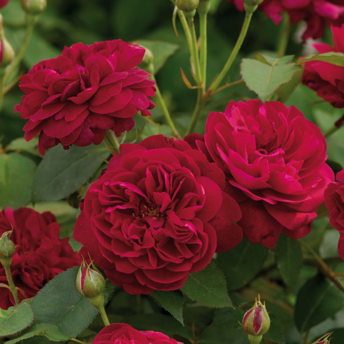 Hoa Hồng Darcey Bussell