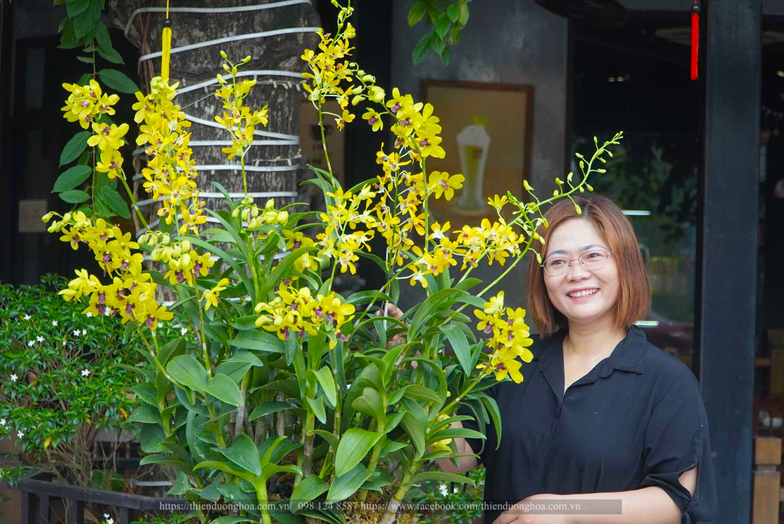 Hoa Lan Dendro Pensoda: Vẻ Đẹp Tinh Khiết Và Hương Thơm Quý Phái