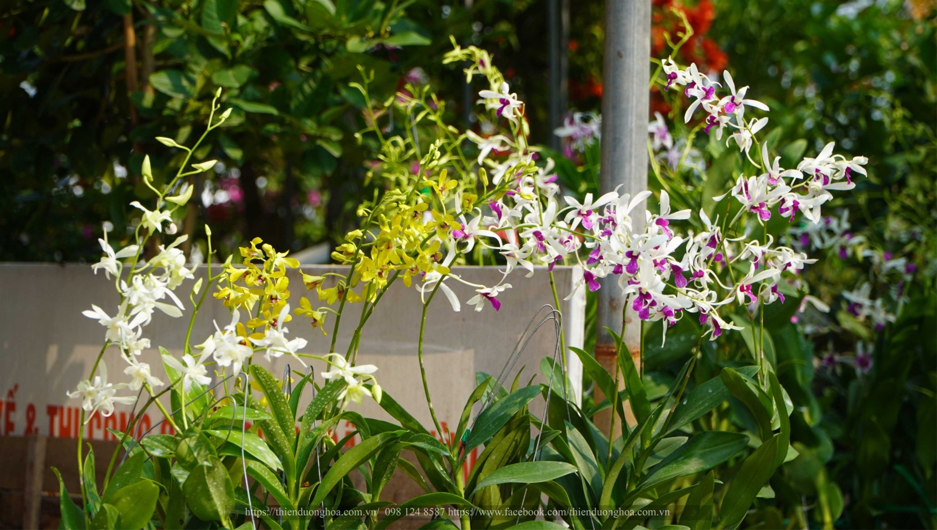 Top 3 Loại Lan Dendro Có Hương Thơm Đặc Biệt Được Ưa Chuộng Hiện Nay