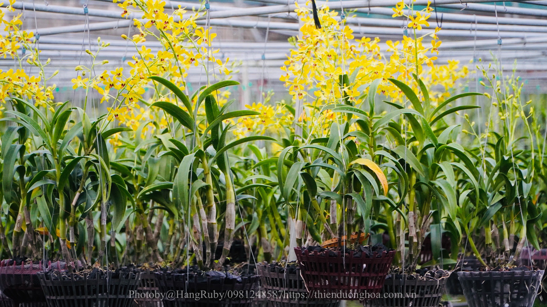 Đệ Nhất Hương Thơm - Hoa Lan Dendro Pensoda