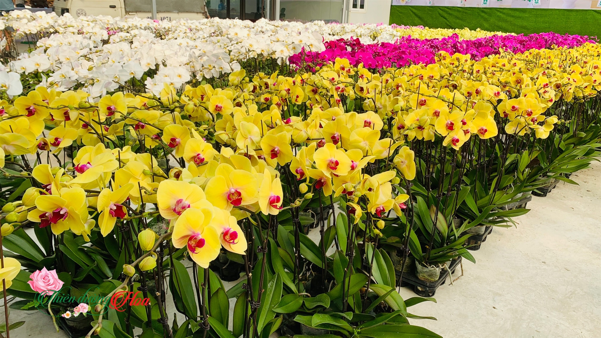 Bật Mí Cách Chọn Và Chăm Sóc Hoa Lan Hồ Điệp Tươi Lâu Chơi Tết