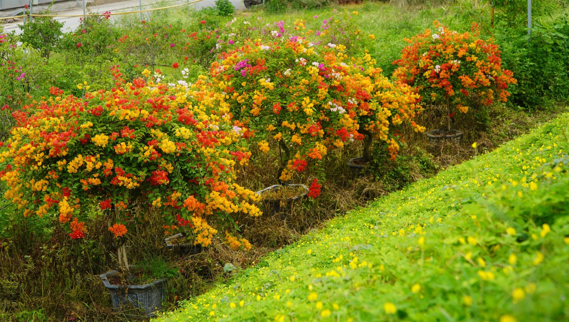 Hoa Giấy: Sự Lựa Chọn Hoàn Hảo Cho Không Gian Sống Xanh Và Đẹp