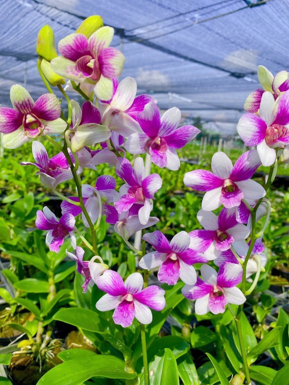 Khám Phá Vẻ Đẹp Đa Dạng Của Lan Dendro