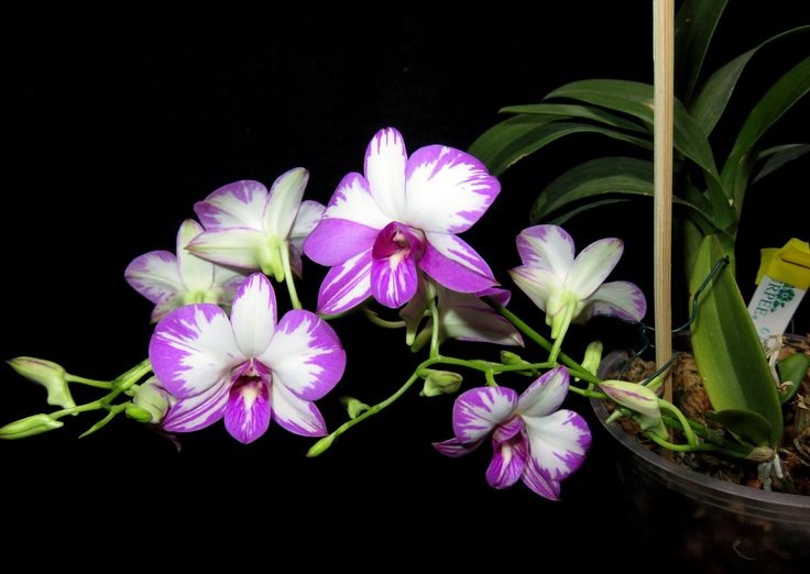 LAN-DENDROBIUM-ÊNOBI