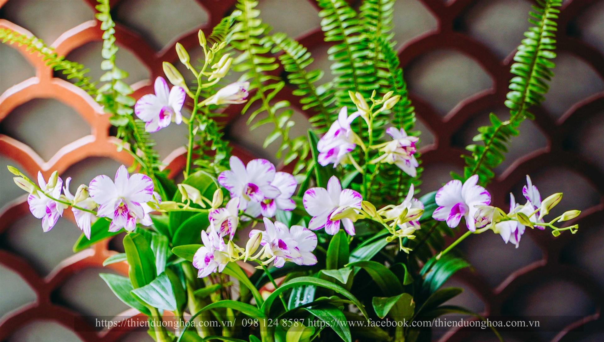 Lan Dendrobium Enobi - Lý Do Được Mọi Người Yêu Thích Đến Vậy?