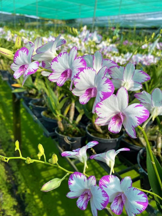LAN-DENDROBIUM-ENOBI