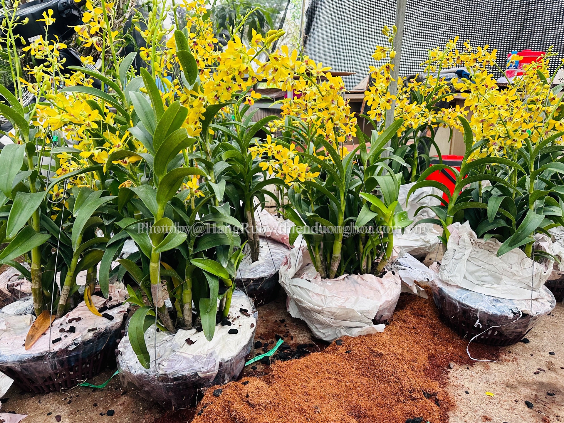 Lan Dendro Pensoda – Quà Tặng Độc Đáo & Sang Trọng Cho Dịp 20/10