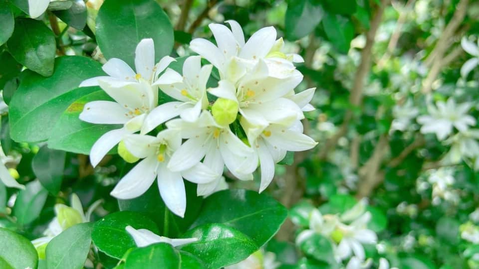 Nguyet-que