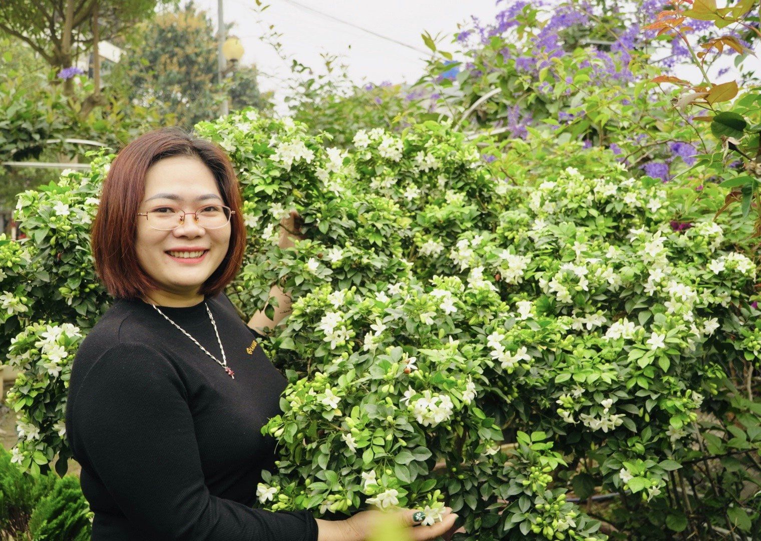 Cây Hoa Nguyệt Quế - Vẻ Đẹp Và Sức Hút Không Thể Cưỡng Lại