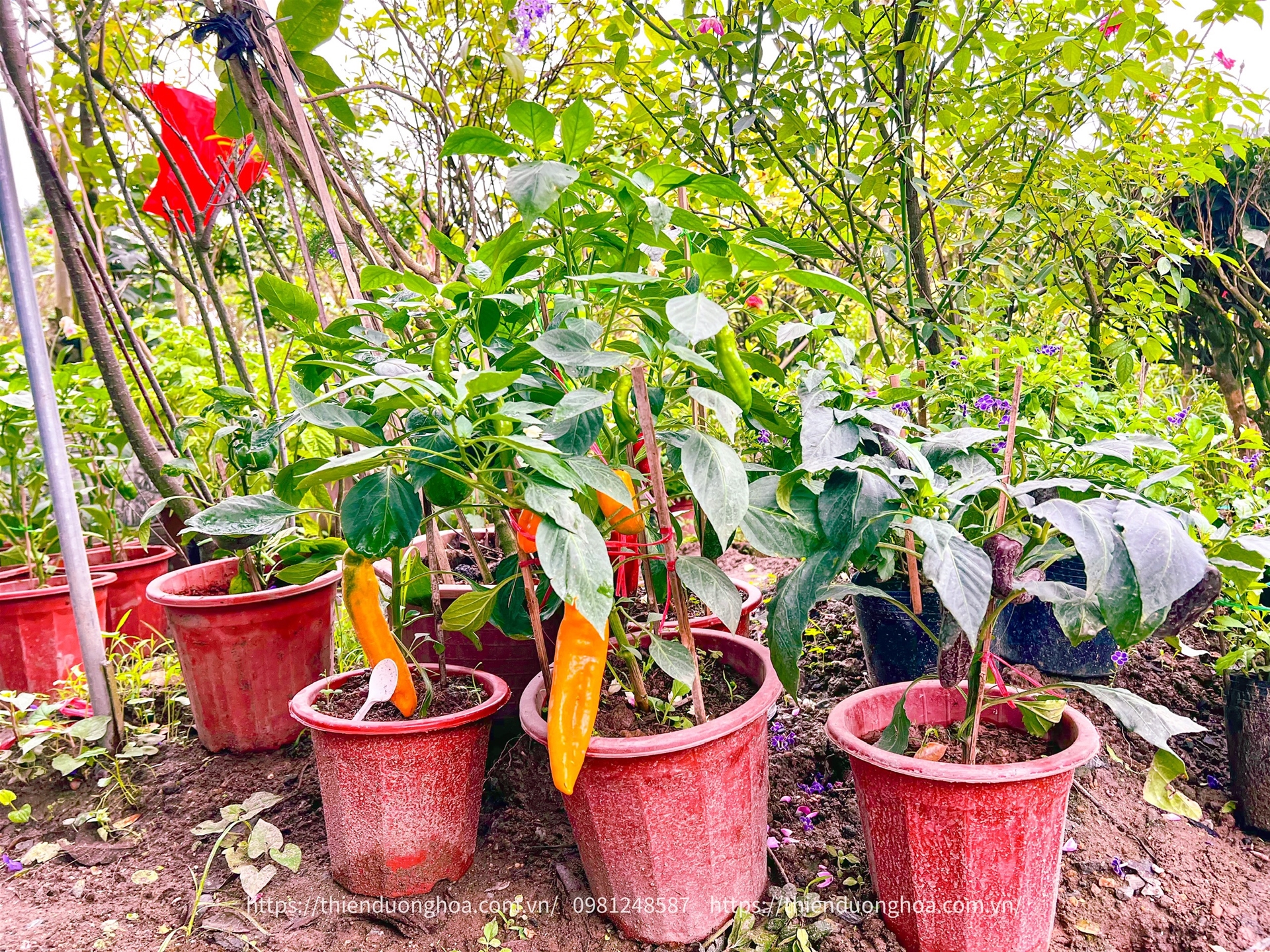 Từ A-z Về Ớt Sweet Palermon ( Phần 2)