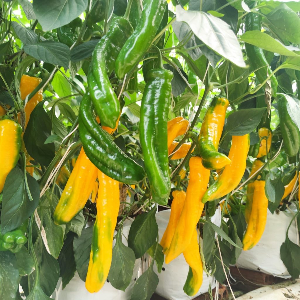Từ A-z Về Ớt Ngọt Sweet Palermon ( Phần 1)