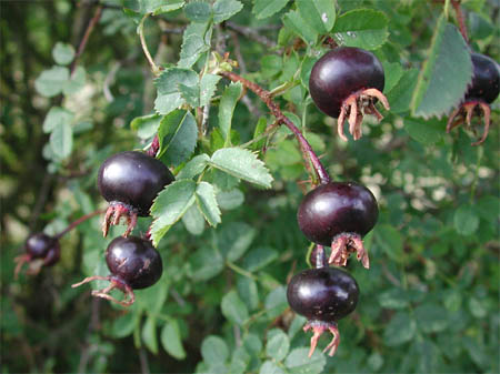Pimpinellifolia