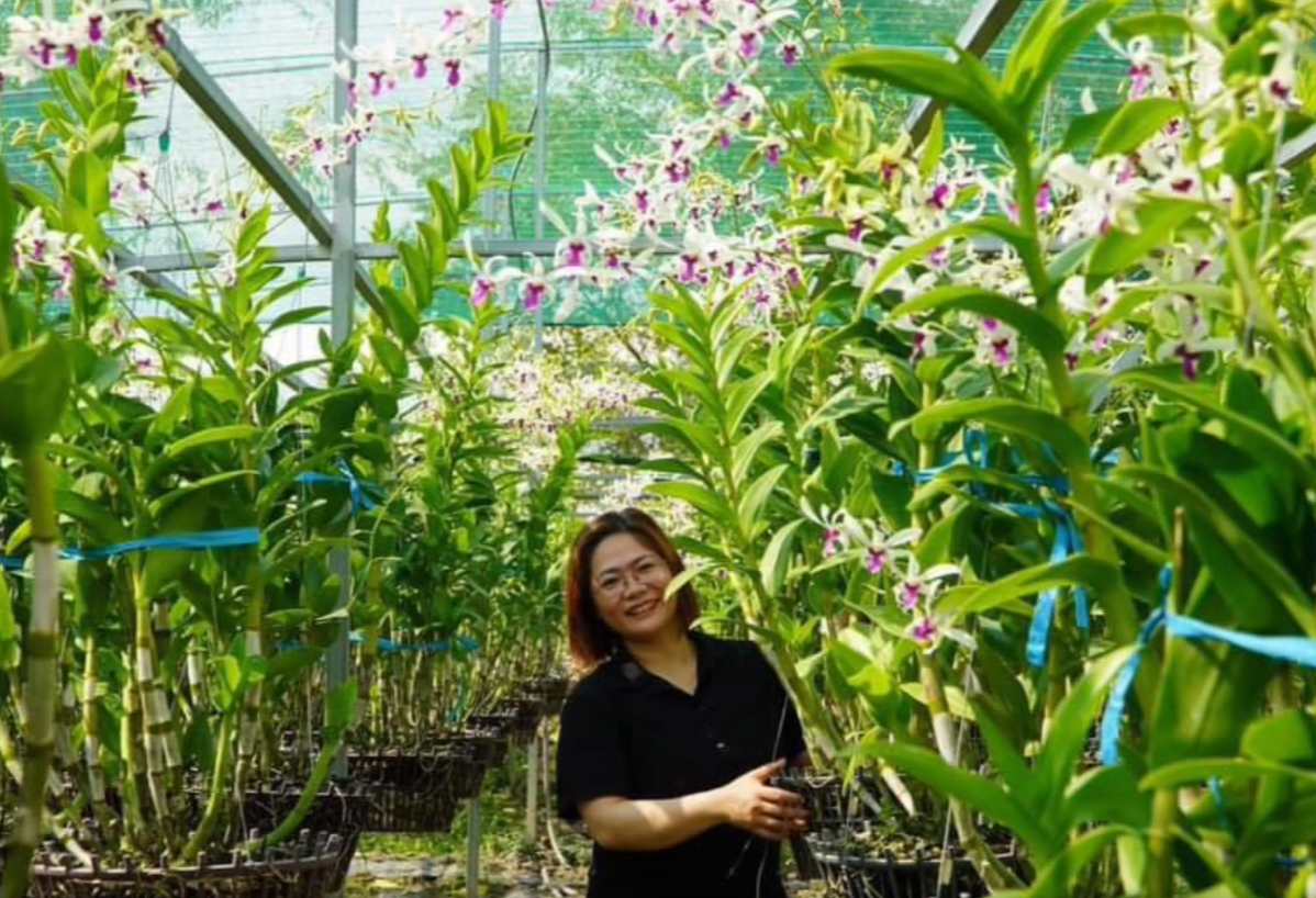 Những Điều Cần Biết Về Hoa Lan Dendro Nắng Bà Liễu