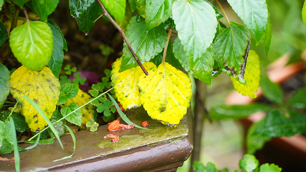 9 Nguyên Nhân Dẫn Đến Vàng Lá Và Cháy Lá Trên Cây Trồng