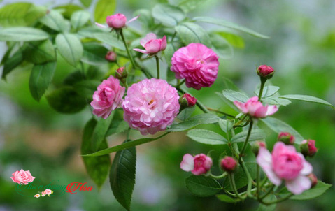 Hoa Hồng Vineyard Song