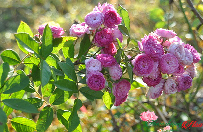 Hoa Hồng Vineyard Song