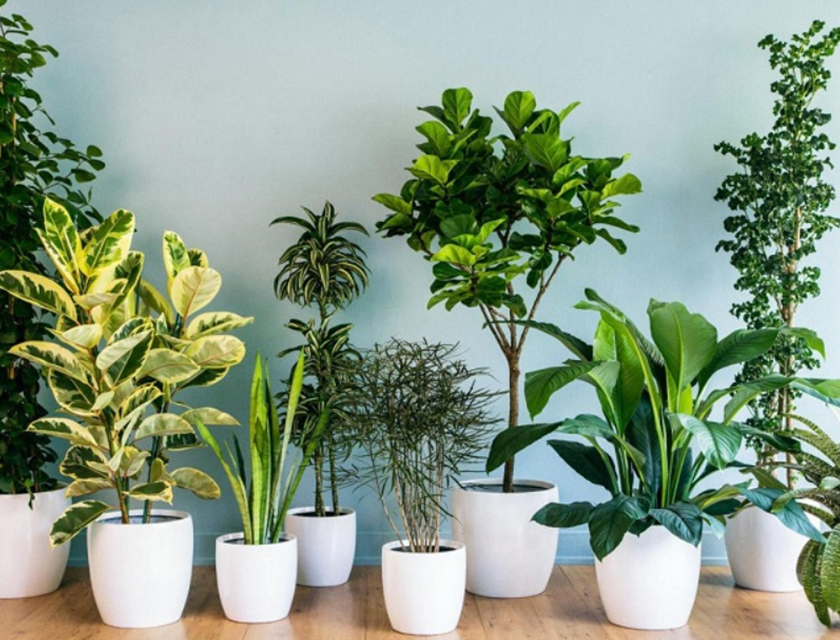 Chậu Hoa Và Cây Nội Thất - Biểu Tượng Sống Động Cho Một Cuộc Sống Phồn Thịnh