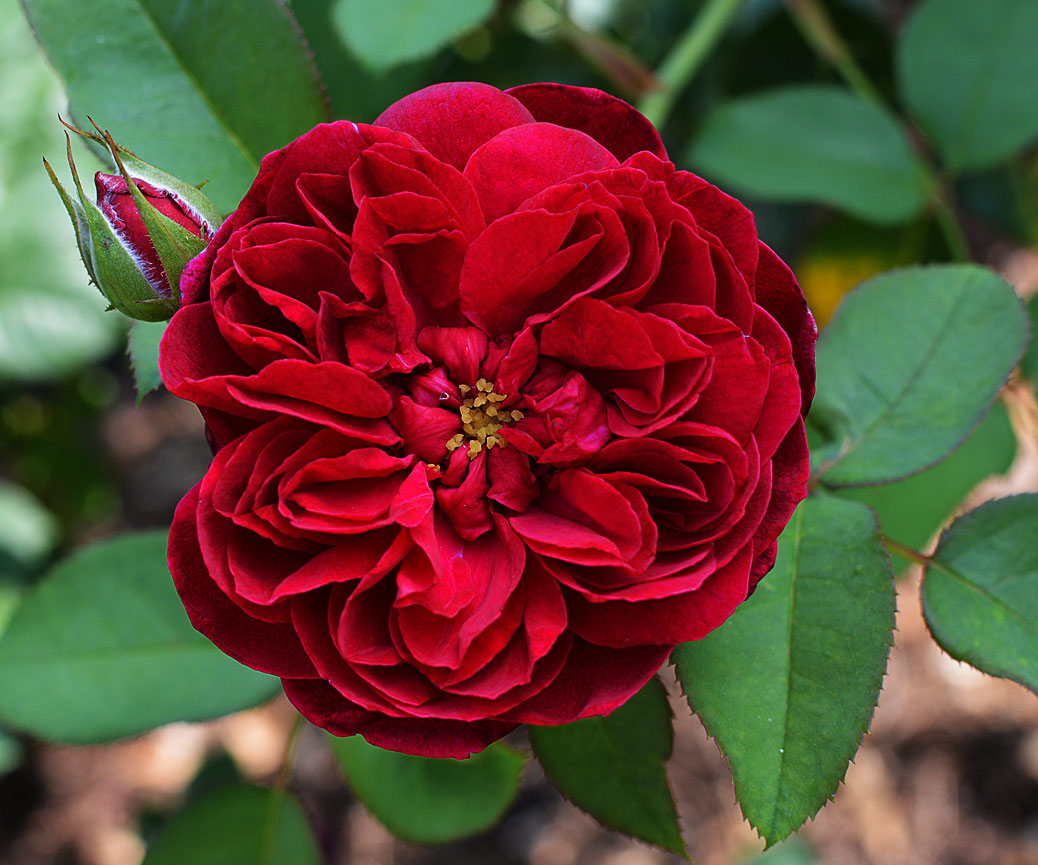 Hoa Hồng Darcey Bussell