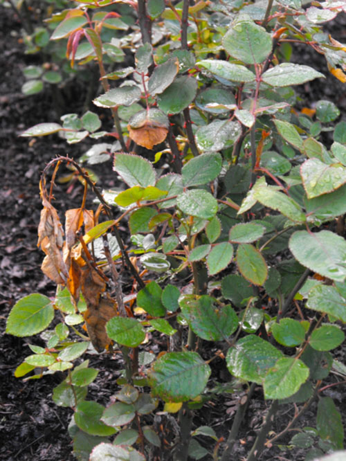 frost damage