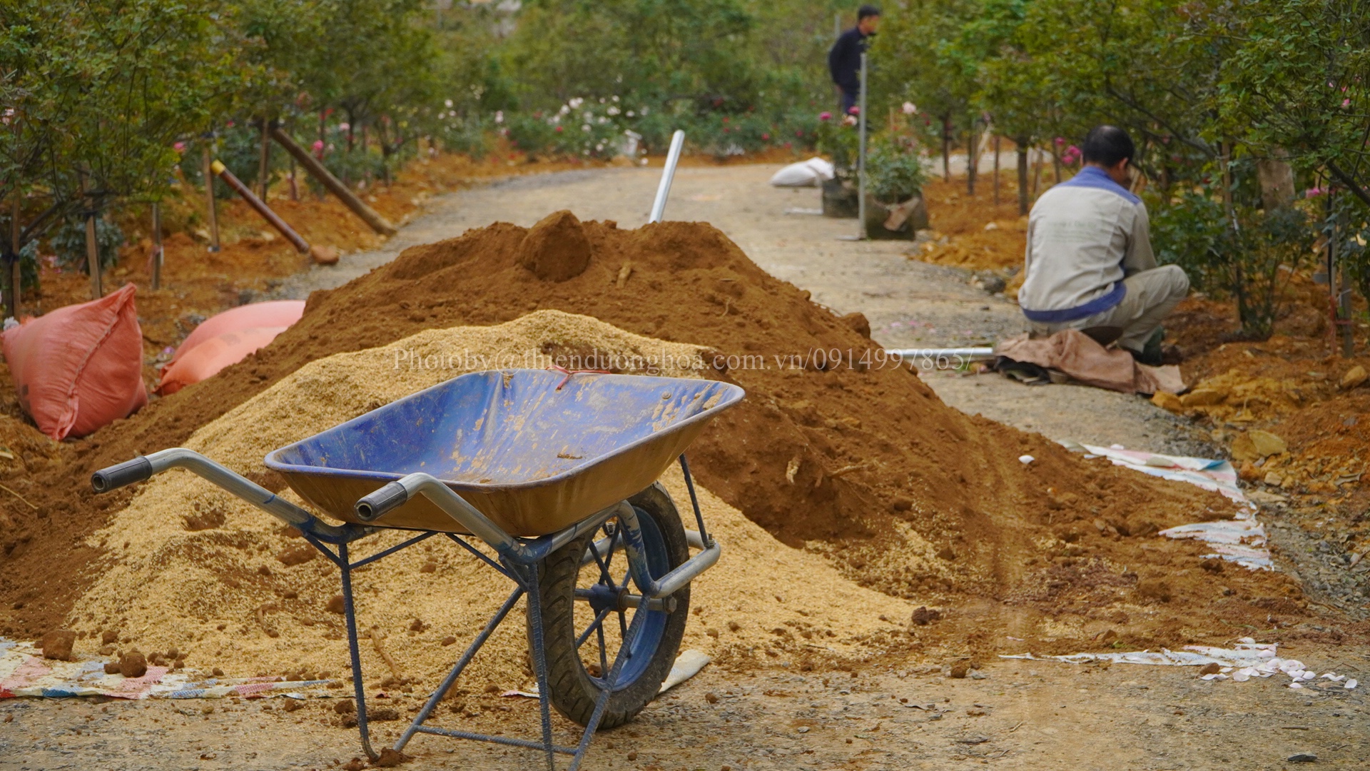 MÙA XUÂN – THỜI ĐIỂM VÀNG ĐỂ TRỒNG CÂY VÀ BỨNG CÂY TỪ CHẬU RA ĐẤT