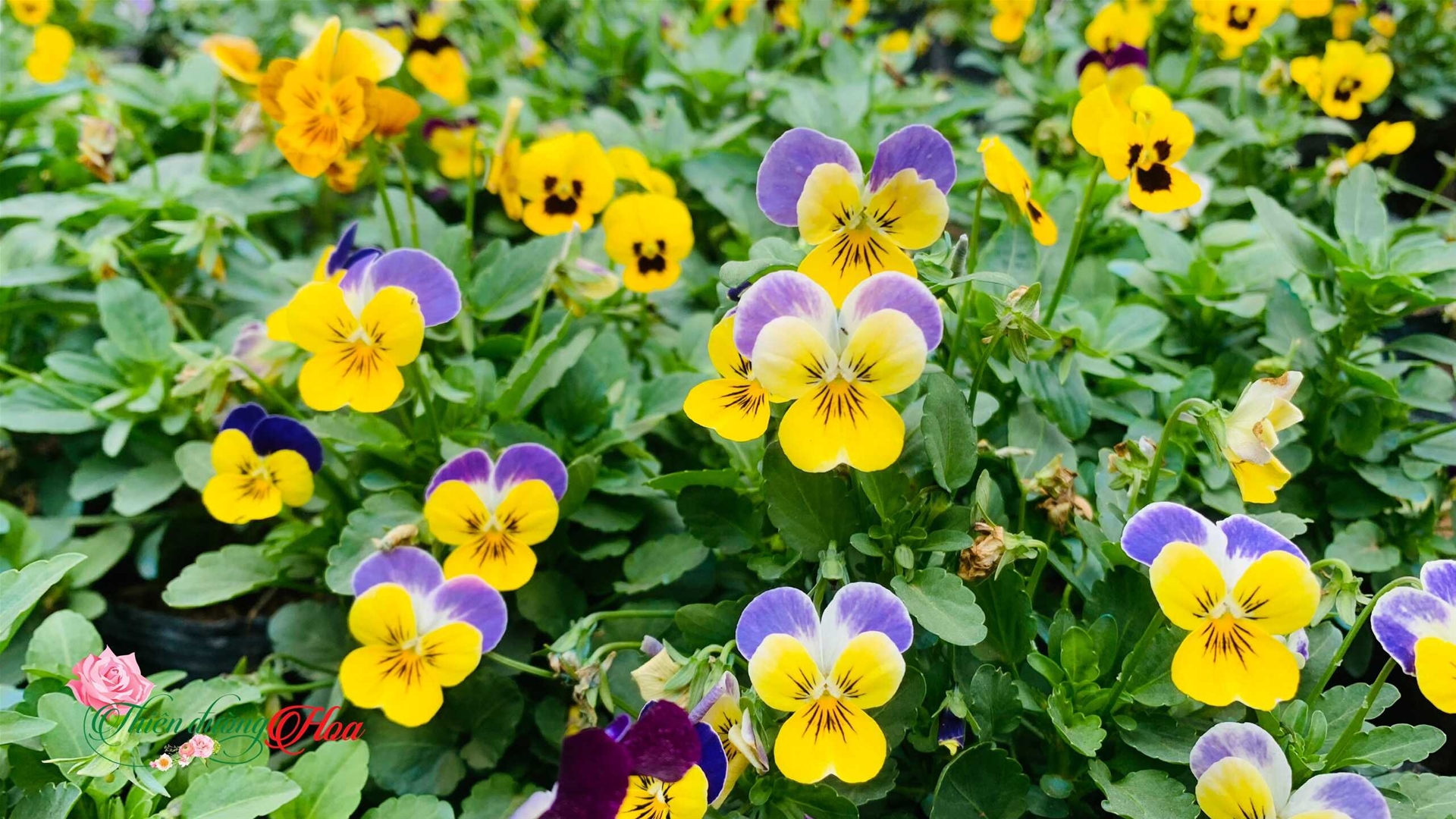 Hoa-canh-buom-pansy