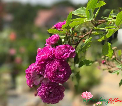 Hoa Hồng Vineyard Song