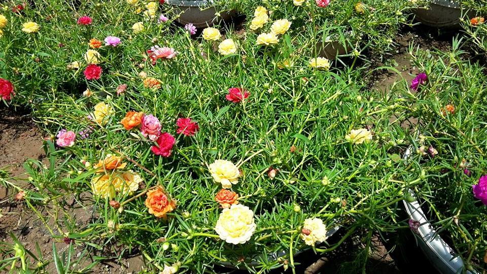 Bí Quyết Để Có Chậu Hoa Mười Giờ Rực Rỡ Sắc Màu
