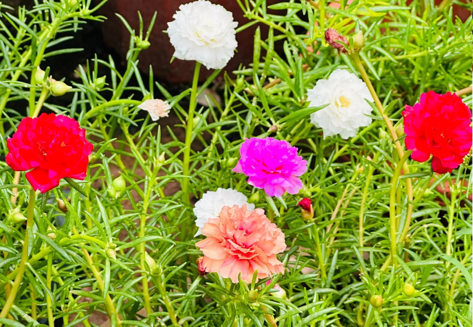 Cây Hoa Mười Giờ Và Những Điều Cần Biết (Phần 1)
