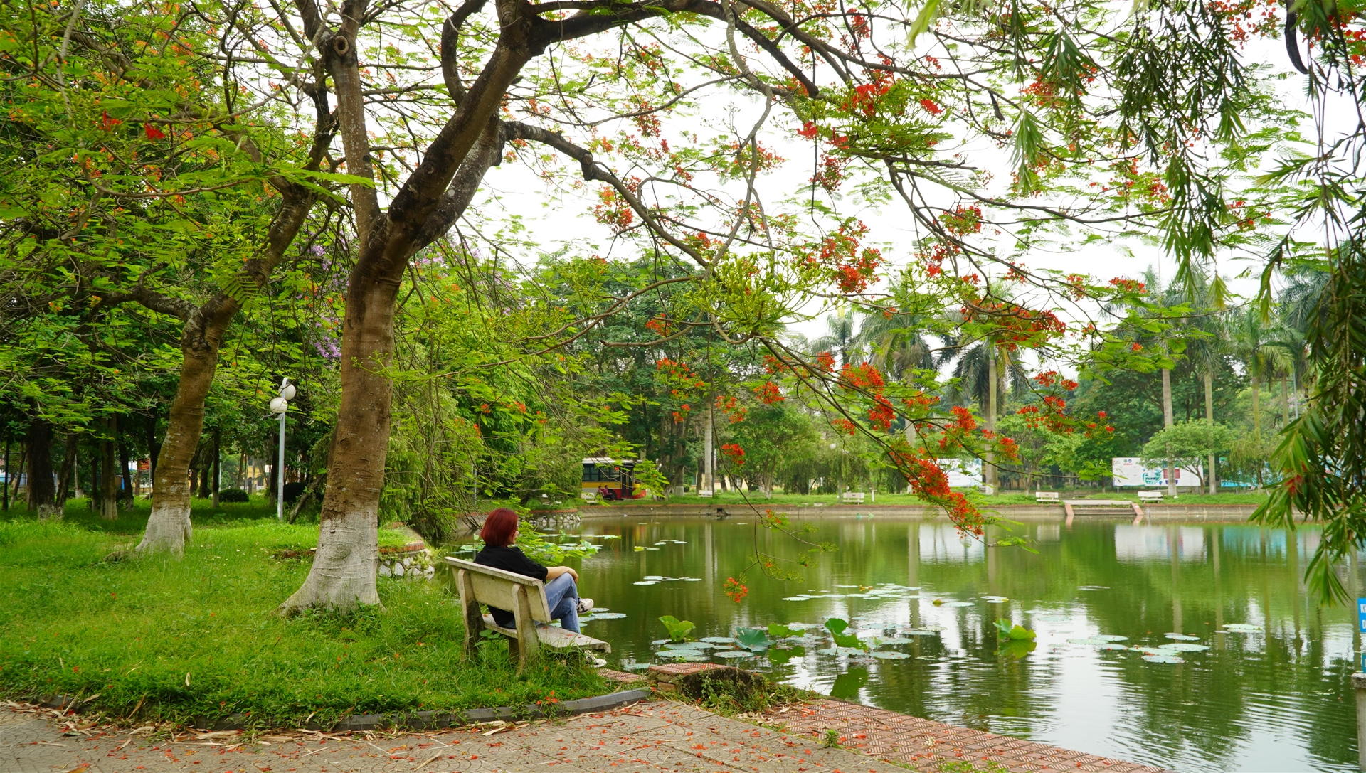 Top 3 Loài Cây Có Hoa Rực Rỡ Vào Mùa Hè
