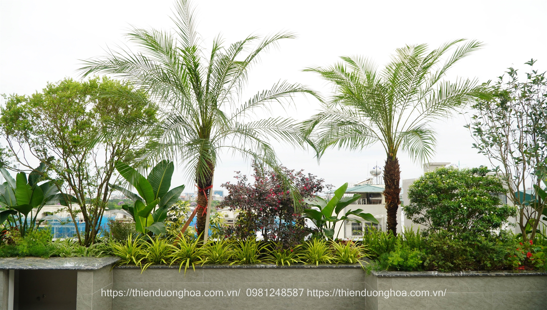 thiet-ke-vuon-tren-mai