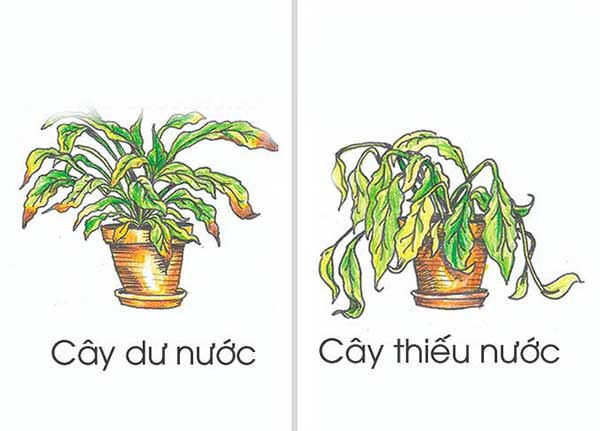 NUOC-TUOI-CHO-CAY
