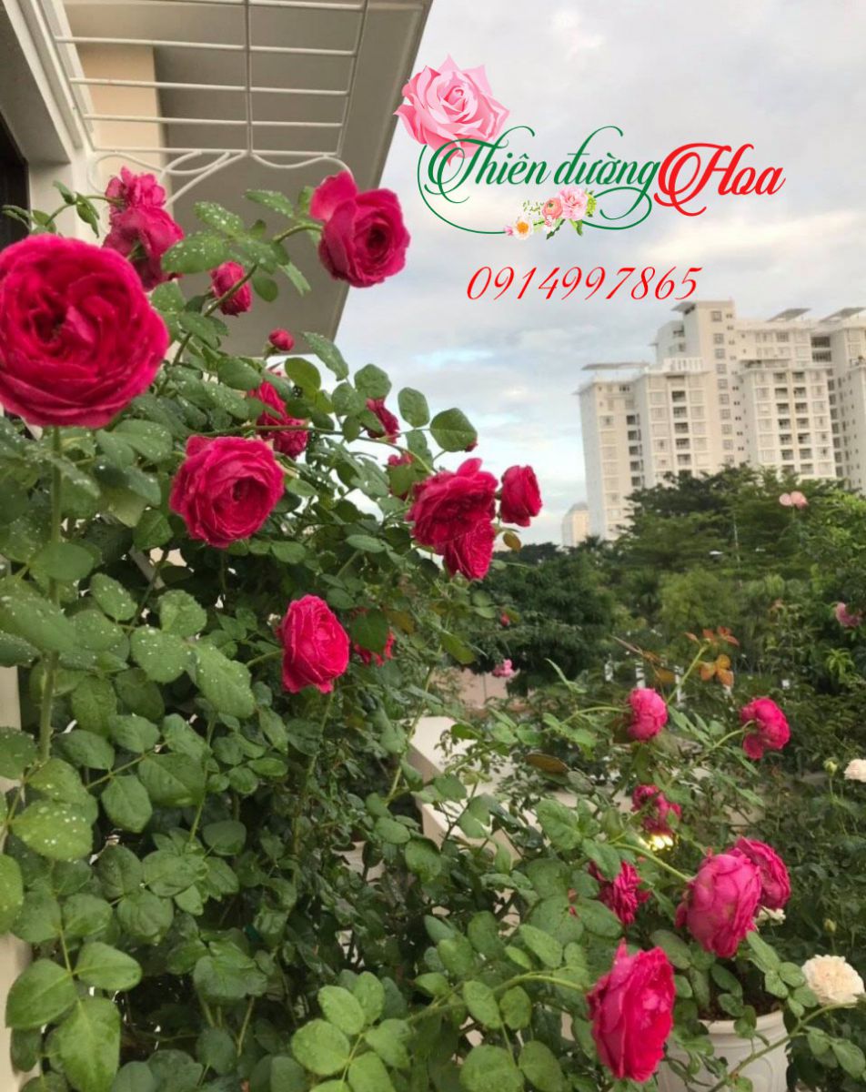 HOA HỒNG PAS DE DEUX