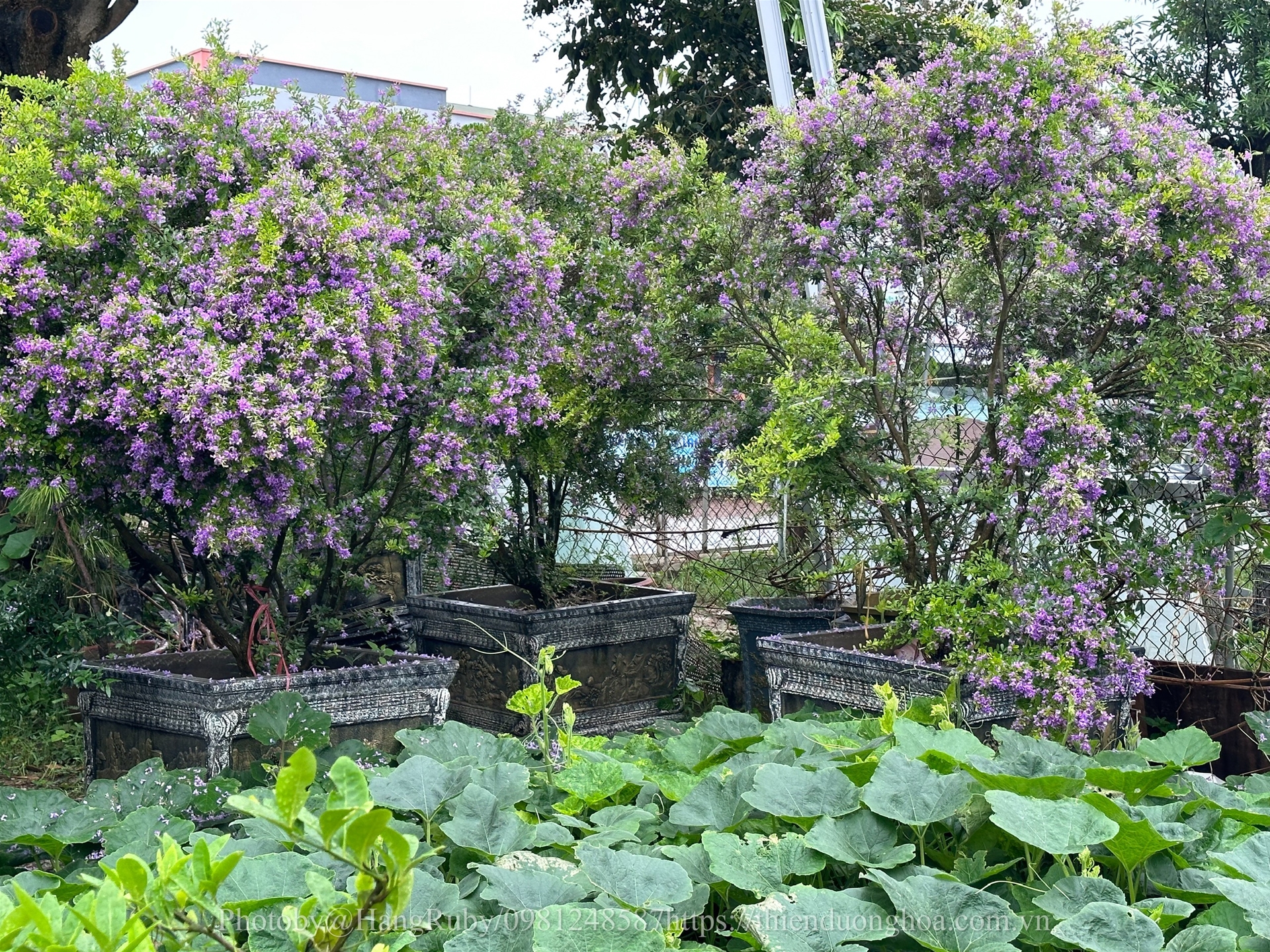 Cây Linh Sam - Bảo Bối Phong Thủy Đầy Quyến Rũ