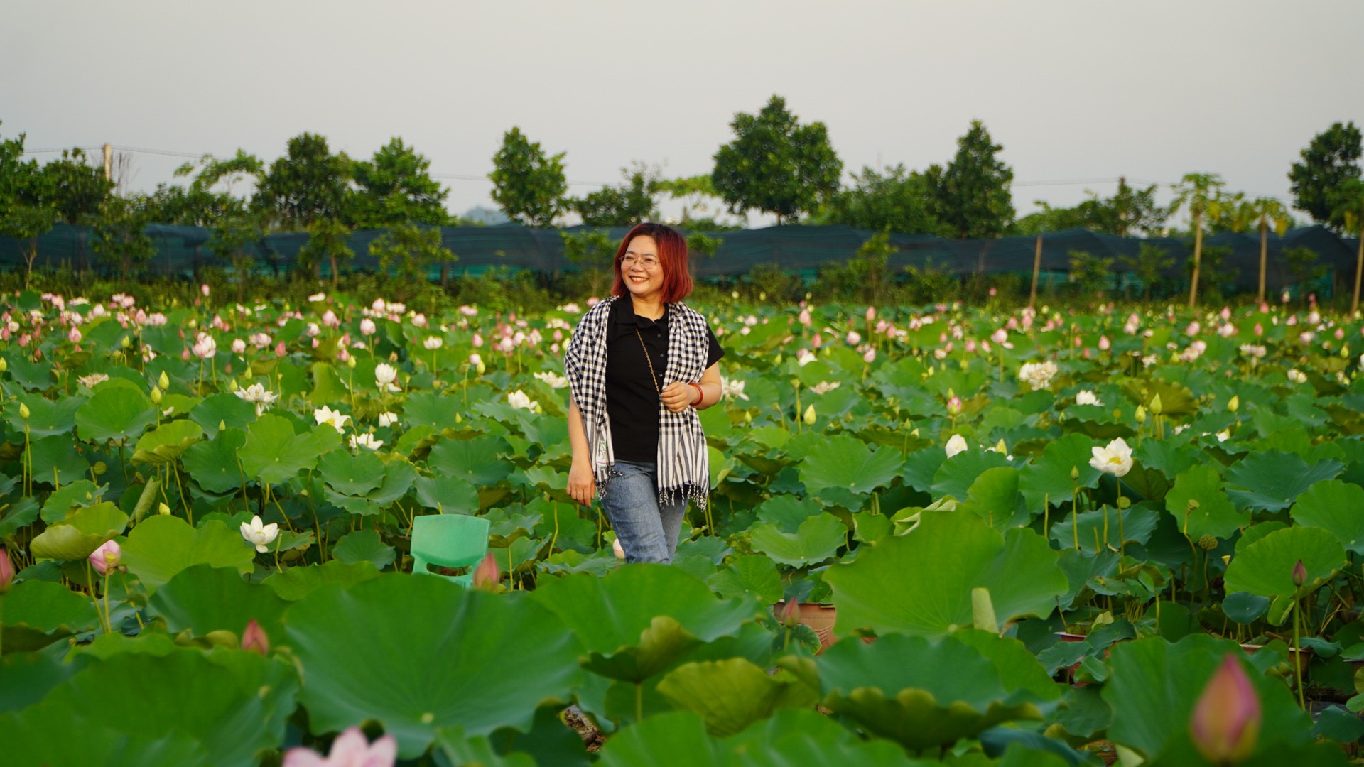 Tất Tần Tật Về Cây Hoa Sen (Phần 1)