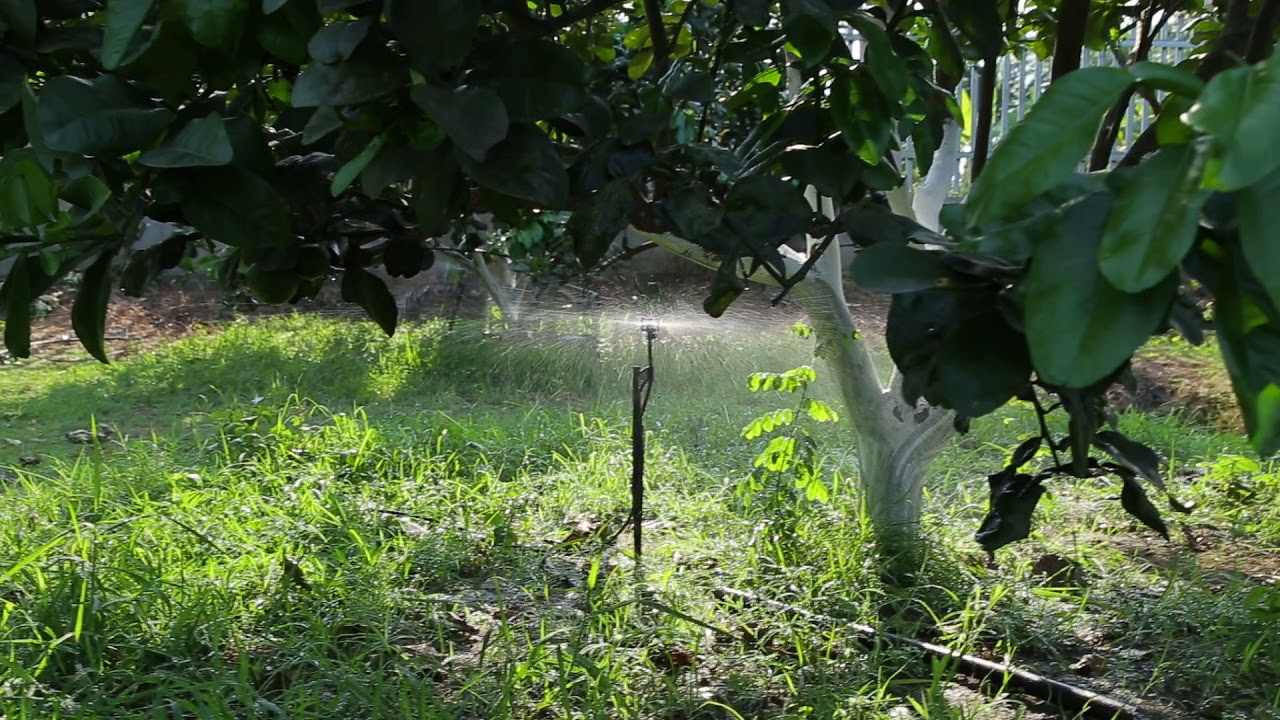 CHAM-SOC-CHO-CAY-DAU-QUA