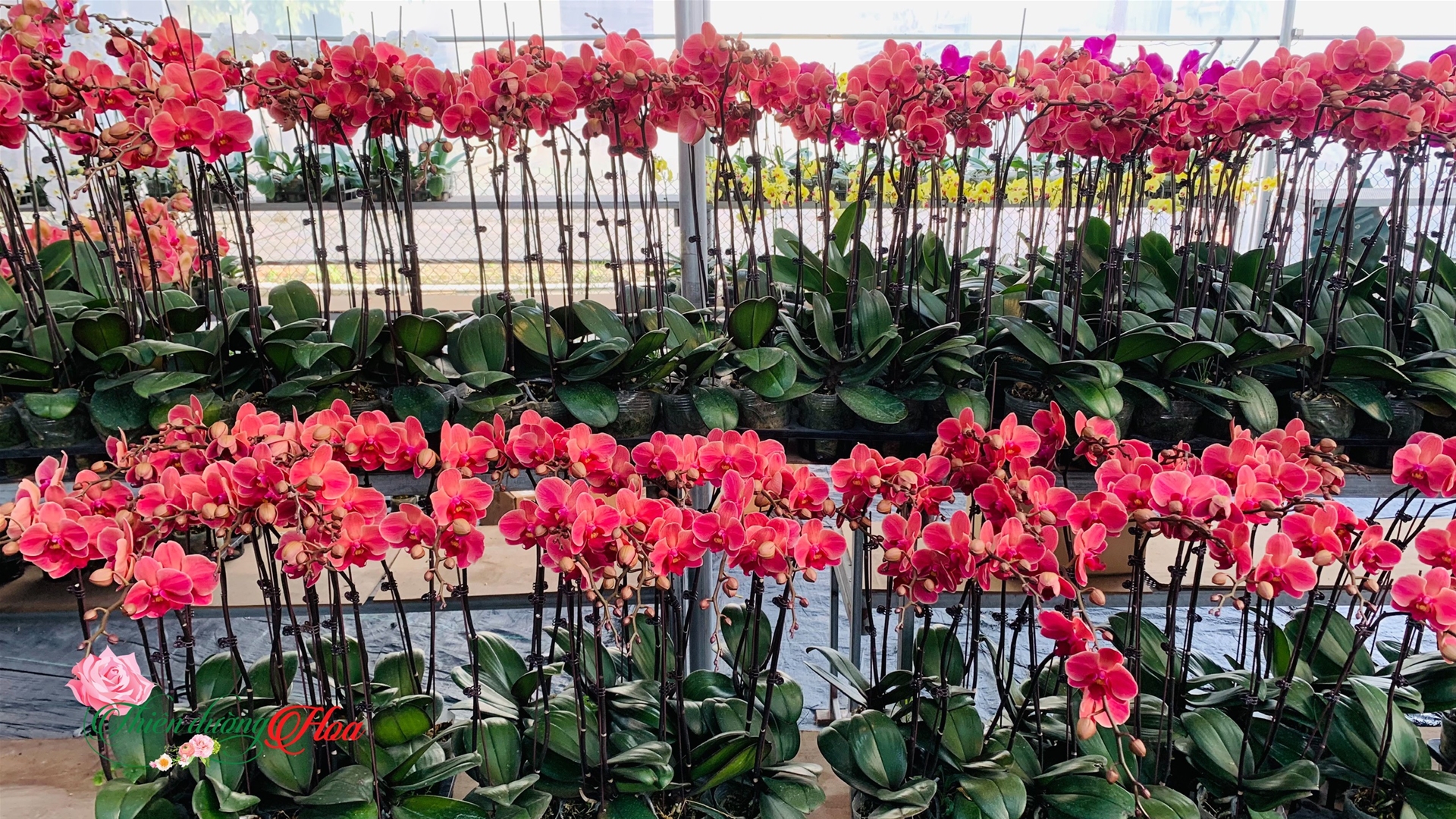 cham_soc_lan_ho_diep