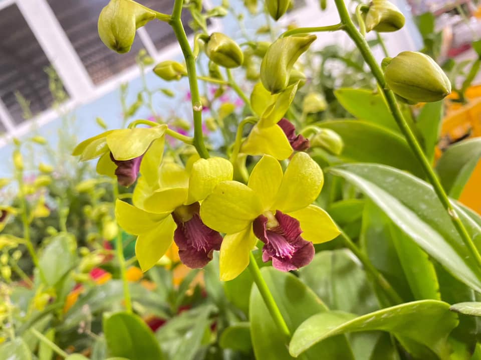 Những Lưu Ý Khi Chăm Sóc Lan Dendro
