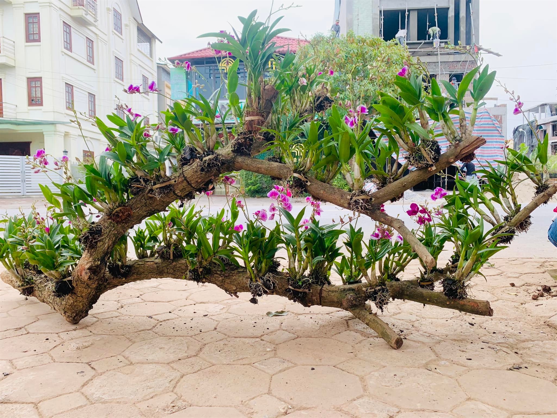 LAN-DENDRO-DEP