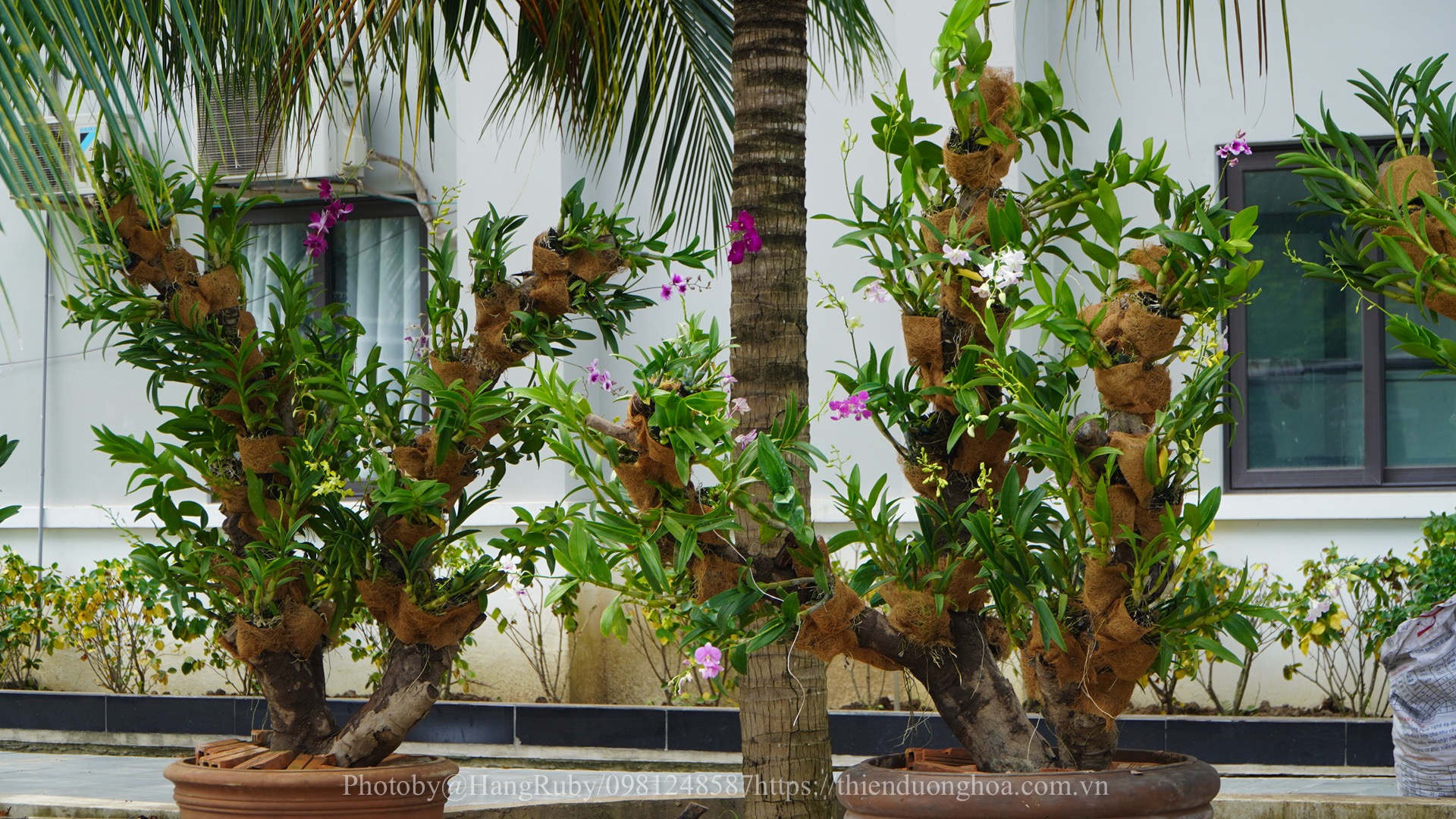 Bí Quyết Chọn Cây Gỗ Đúng Đắn Cho Việc Ghép Lan Dendro