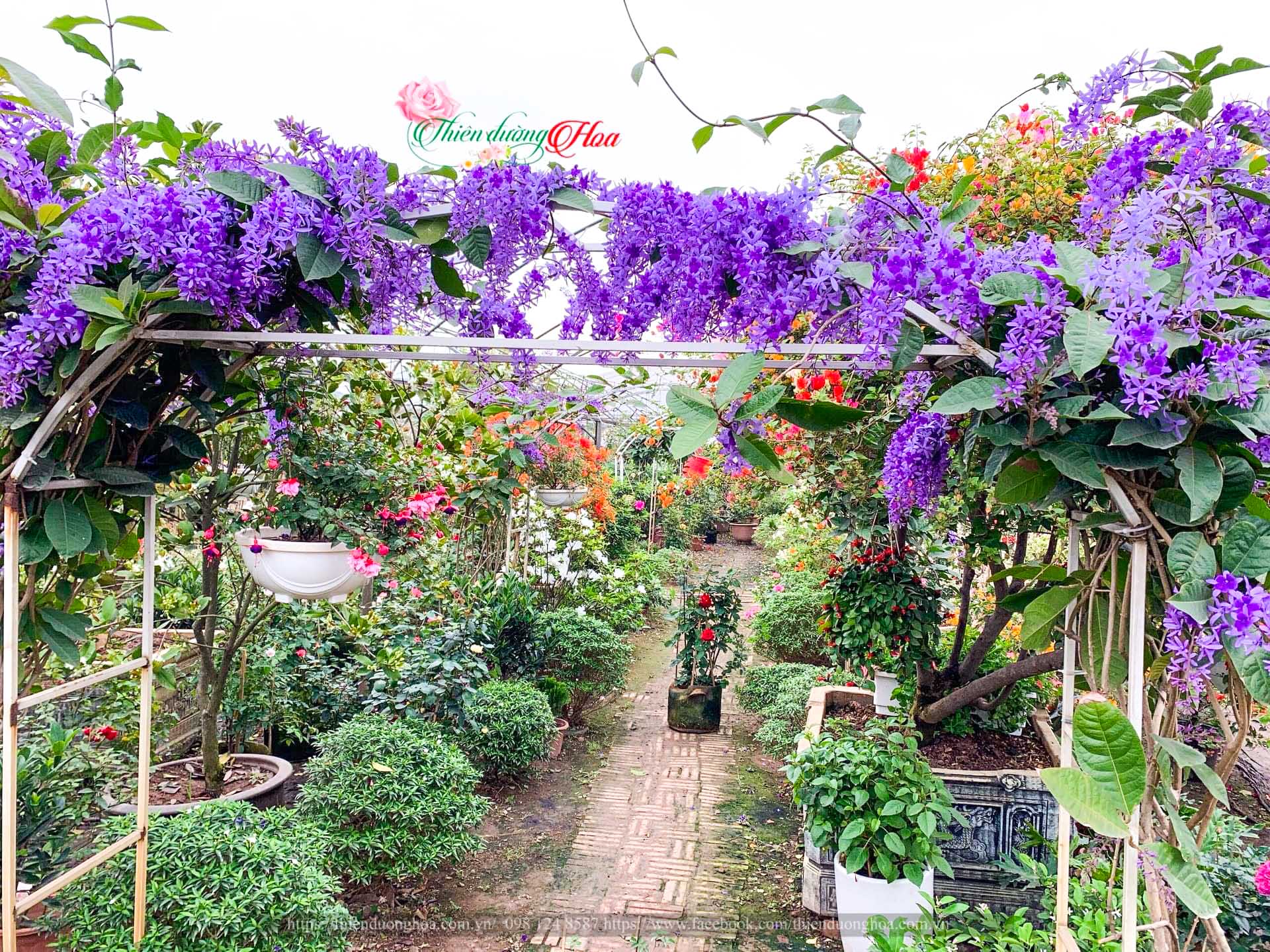 CHAM-SOC-MAI-XANH-THAI