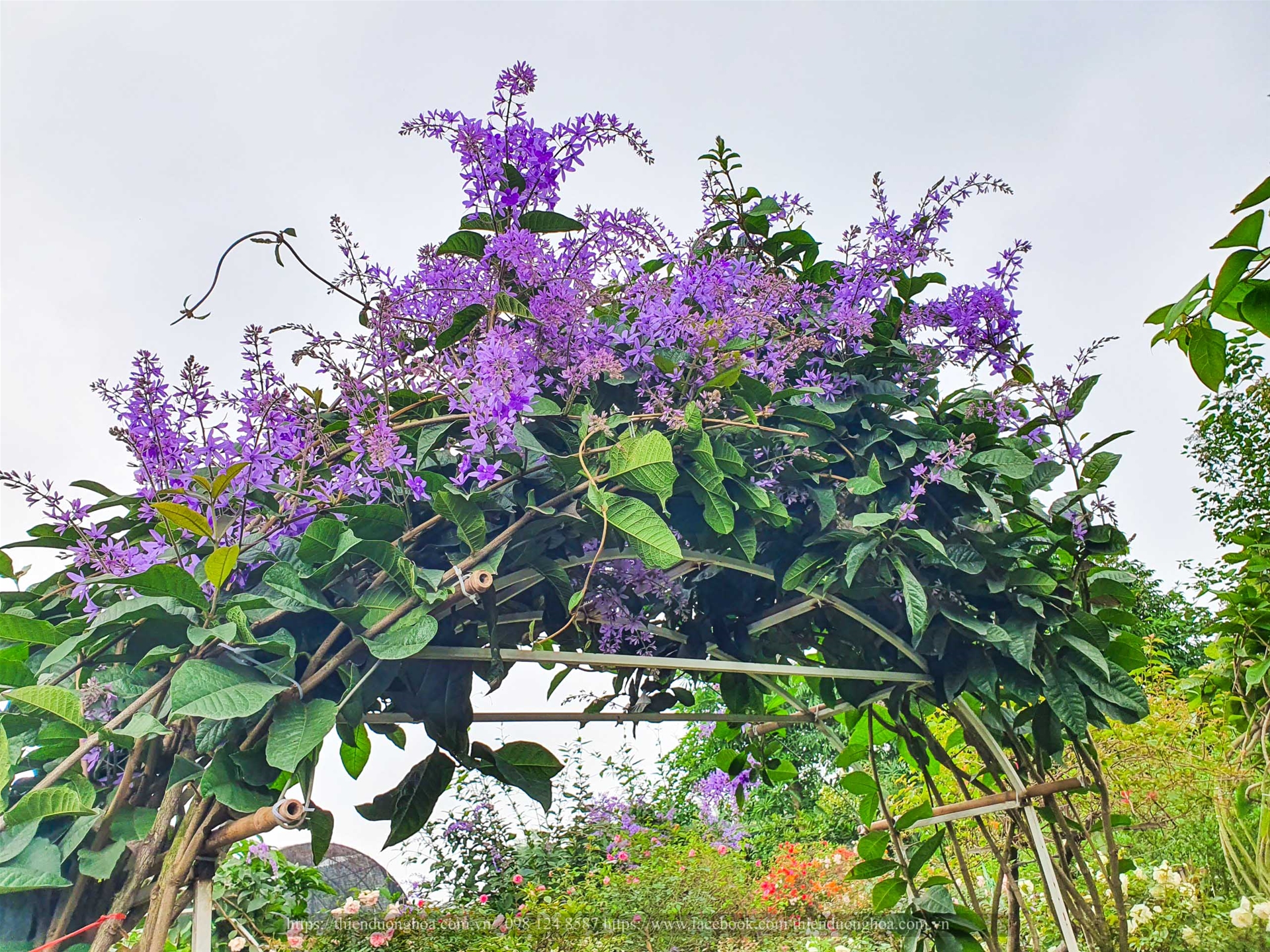 CHAM-SOC-CAY-MAI-XANH-THAI