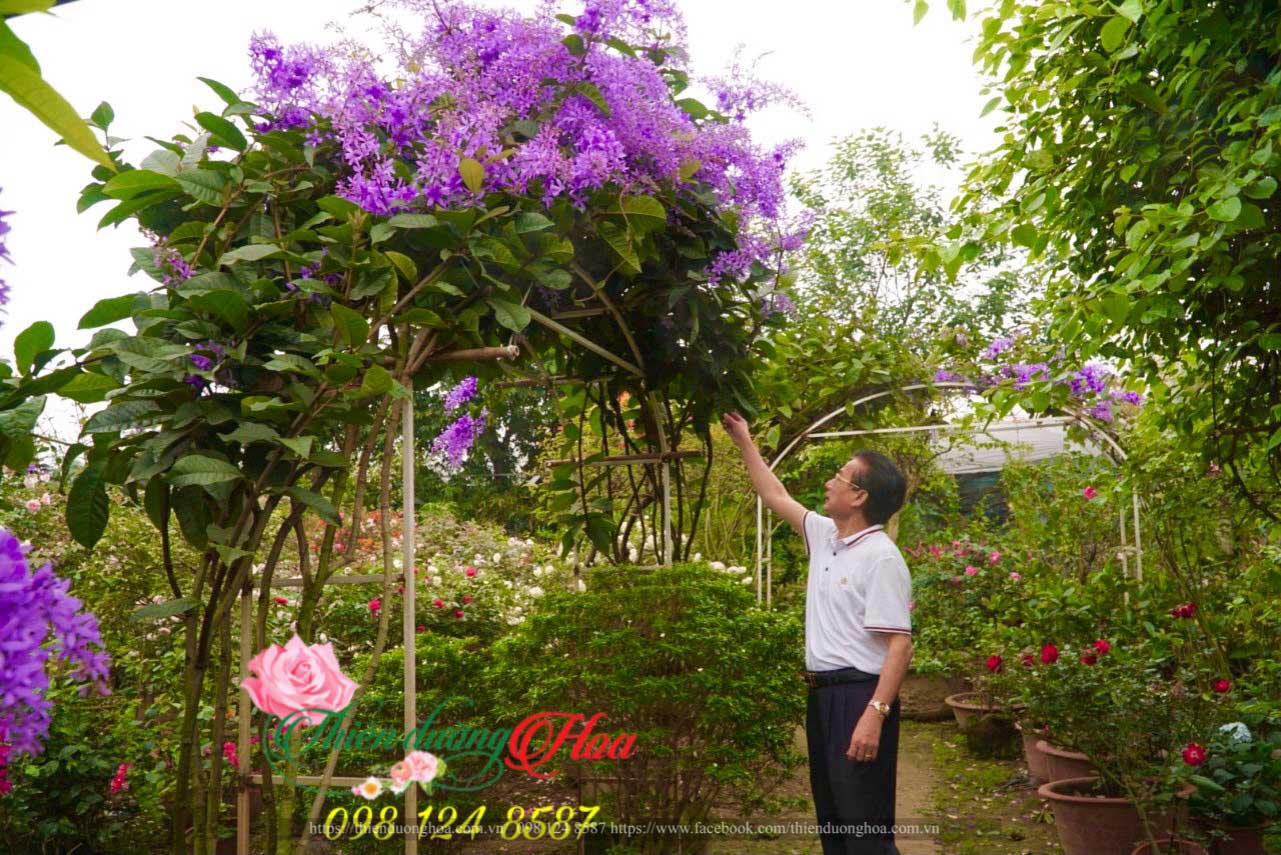 CHAM-SOC-CAY-MAI-XANH
