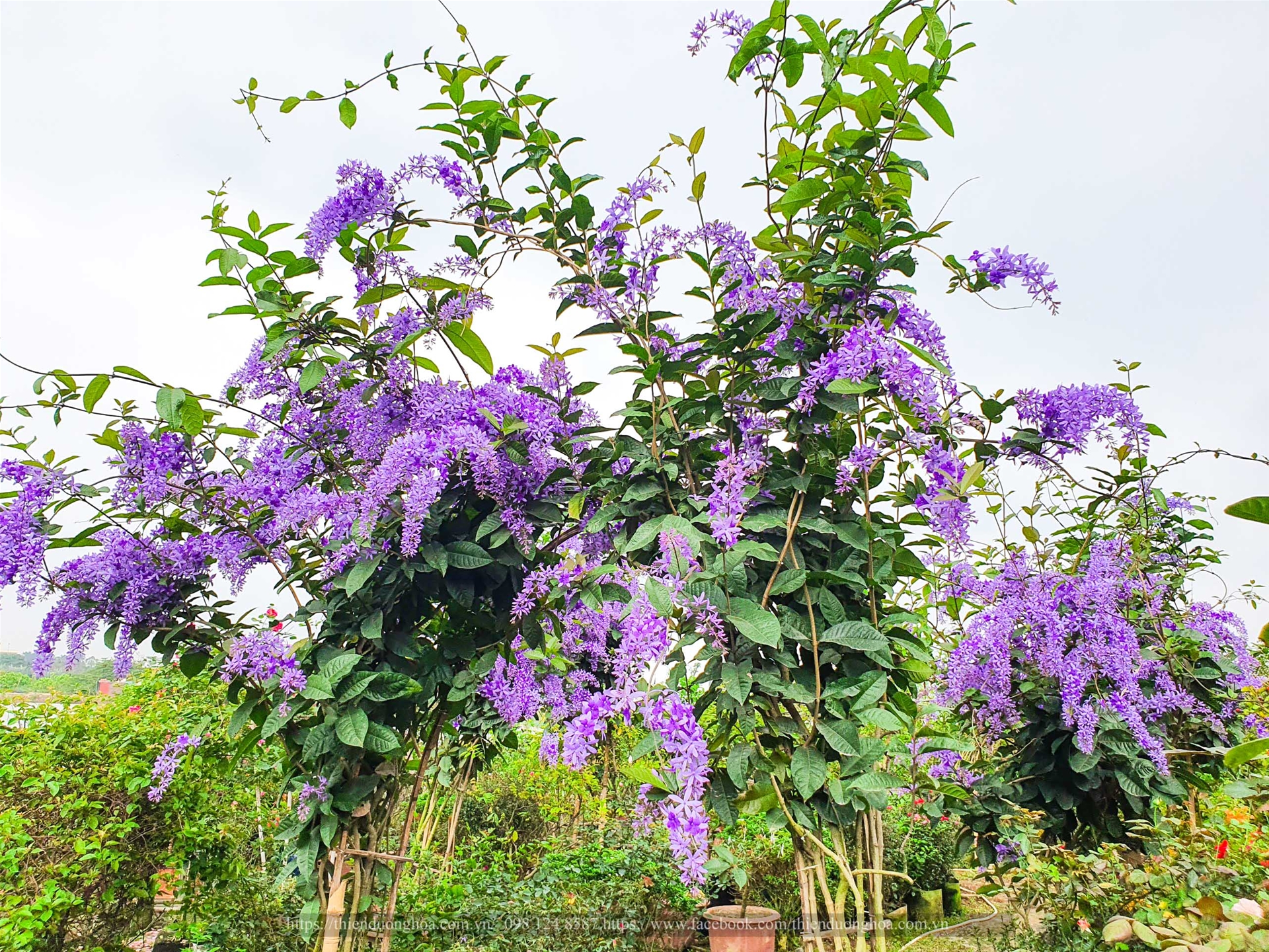 HƯỚNG DẪN KỸ THUẬT CHĂM SÓC CÂY MAI XANH THÁI (PETREA VOLUBILIS)