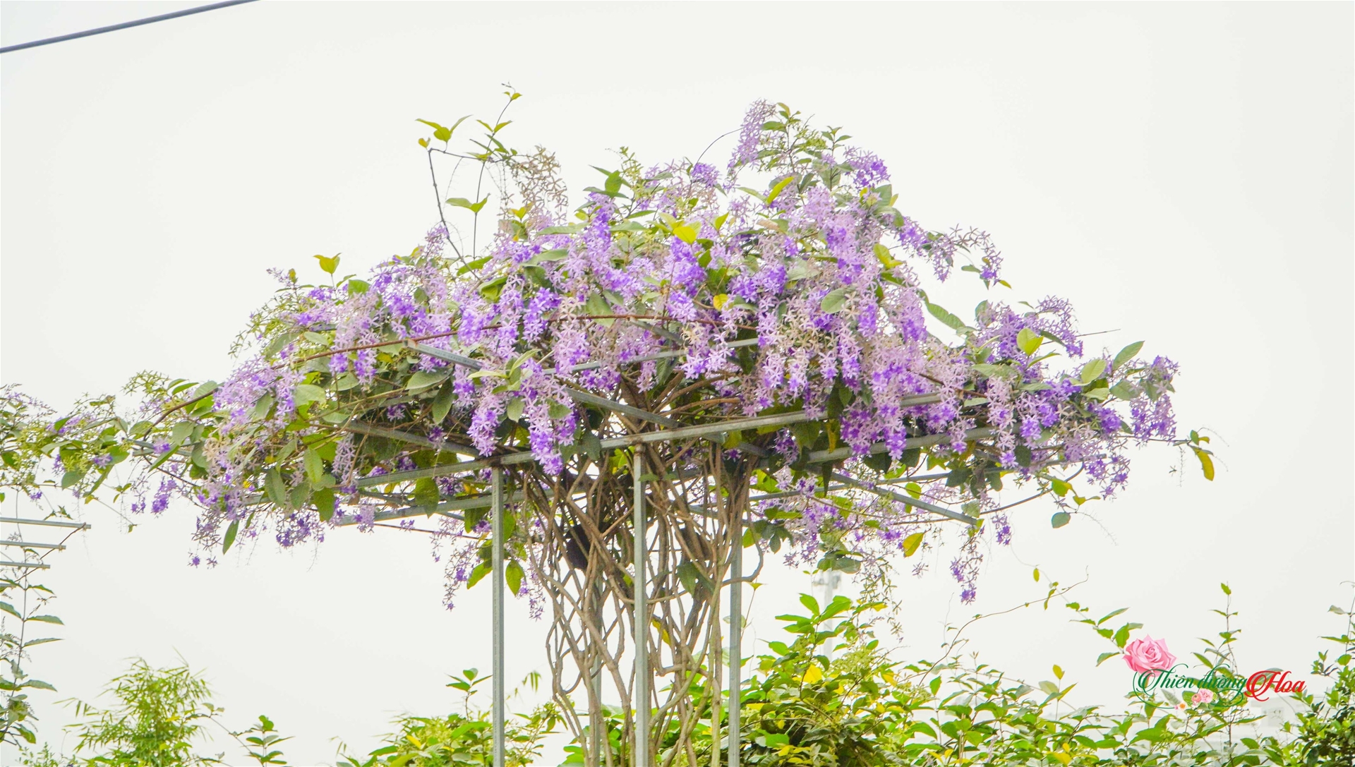 cham_soc_mai_xanh